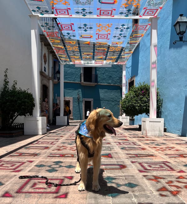 🐾 La historia detrás de Wuff Friendly